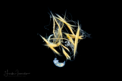 Tiny Larva of Sipuncula Worm (Peanut Worm) on Cyanobacteria - Trichodesmium sp. - Sea Straw