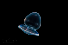 Acorn Worm - Tornaria larva of a hemichordate worm - Smooth, ready to settle