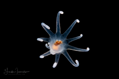 Tube Anemone - Larva - Cerianthidae - Ceriantharia