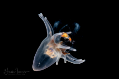Tube Anemone - Larva - Cerianthidae - Ceriantharia - with Amphipod Prey