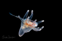 Tube Anemone - Larva - Cerianthidae - Ceriantharia - with prey