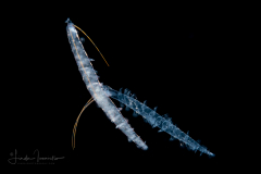 Pelagic Worm - Tomopteridae Family - Tomopteris - Mating