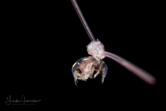 Urchin Larva - Class Echinoidea - Diadema sp. - with a Hyperiid Amphipod