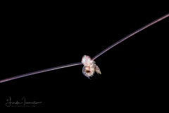 Urchin Larva - Class Echinoidea - Diadema sp. - with a Hyperiid Amphipod