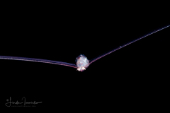 Urchin Larva - Class Echinoidea - Diadema sp.
