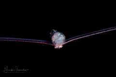 Urchin Larva - Class Echinoidea - Diadema sp.