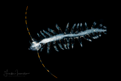 Pelagic Worm - Tomopteridae Family - Tomopteris - With Eggs