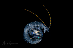 Pelagic Worm - Tomopteridae Family - Tomopteris - With Cydippida Ctenophore (Comb Jellyfish)