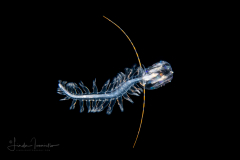 Pelagic Worm - Tomopteridae Family - Tomopteris - With Cydippida Ctenophore (Comb Jellyfish)