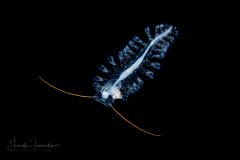 Pelagic Worm - Tomopteridae Family - Tomopteris - With Eggs
