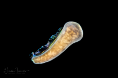 Zoanthella Coral Larva - Zoantharia Order - Semper's Larva