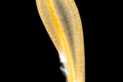 Zoanthella Coral Larva - Zoantharia Order - Semper's Larva
