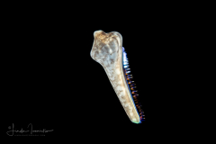 Zoanthella Coral Larva - Zoantharia Order - Semper's Larva