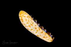 Zoanthella Coral Larva - Zoantharia Order - Semper's Larva