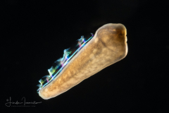 Zoanthella Coral Larva - Zoantharia Order - Semper's Larva