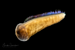 Zoanthella Coral Larva - Zoantharia Order - Semper's Larva