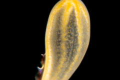 Zoanthella Coral Larva - Zoantharia Order - Semper's Larva