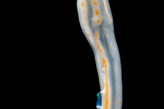 Zoanthella Coral Larva - Zoantharia Order - Semper's Larva