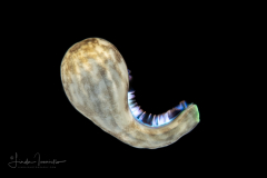 Zoanthella Coral Larva - Zoantharia Order - Semper's Larva
