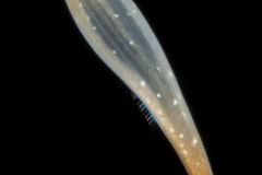 Zoanthella Coral Larva - Zoantharia Order - Semper's Larva