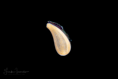 Zoanthella Coral Larva - Zoantharia Order - Semper's Larva