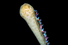 Zoanthella Coral Larva - Zoantharia Order - Semper's Larva