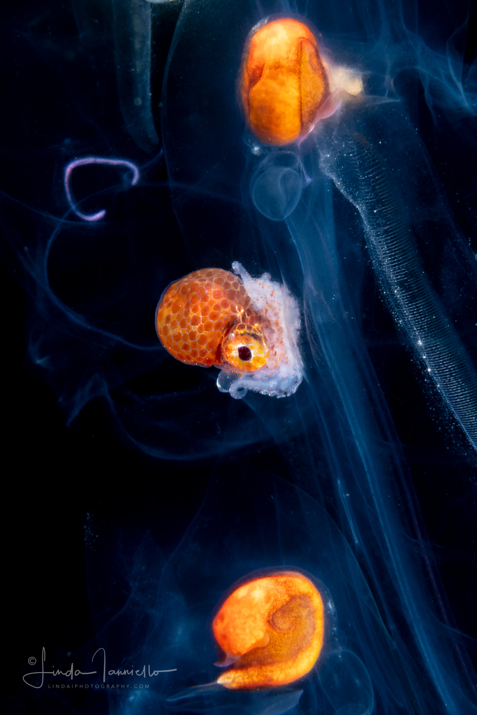 Argonautoid - Argonautoidea - Pelagic Octopus - In a Salp Chain