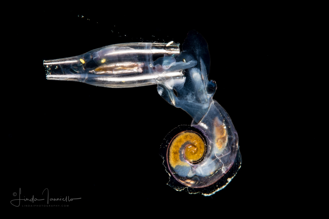 Atlantidae - Atlanta sp. - Heteropod Eating a Pteropod - Cuvierina columnella