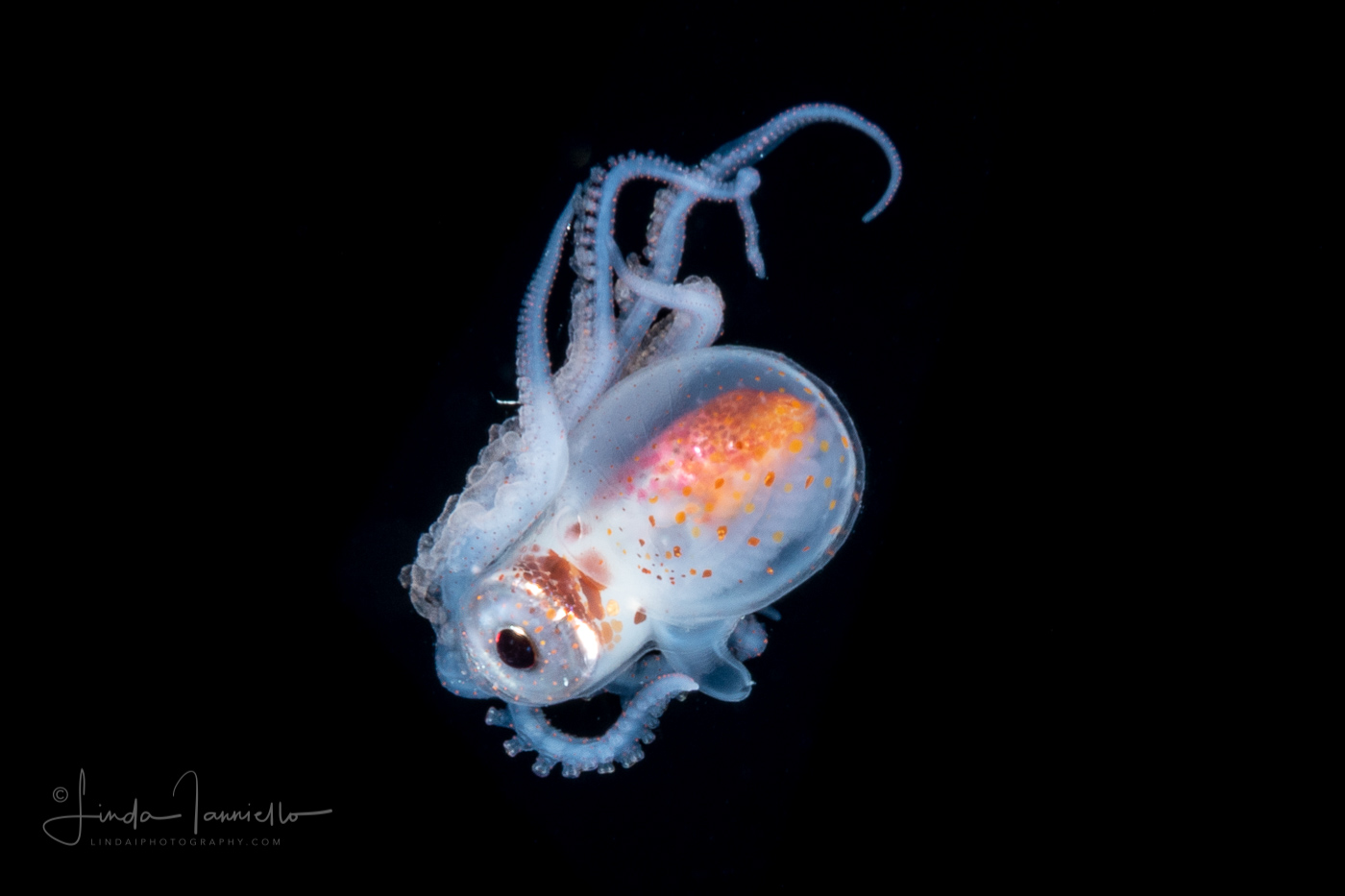 Blanket Octopus - Tremoctopus violaceus - Female