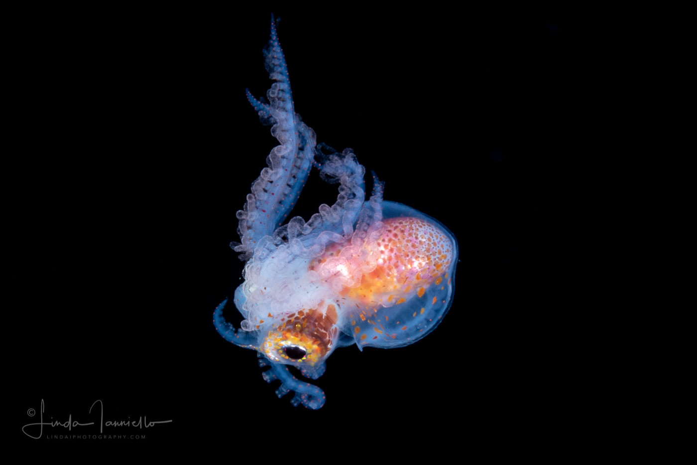Blanket Octopus - Tremoctopus violaceus - Male