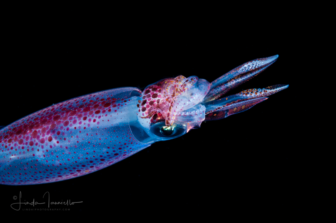 Inshore Squid - Doryteuthis sp.