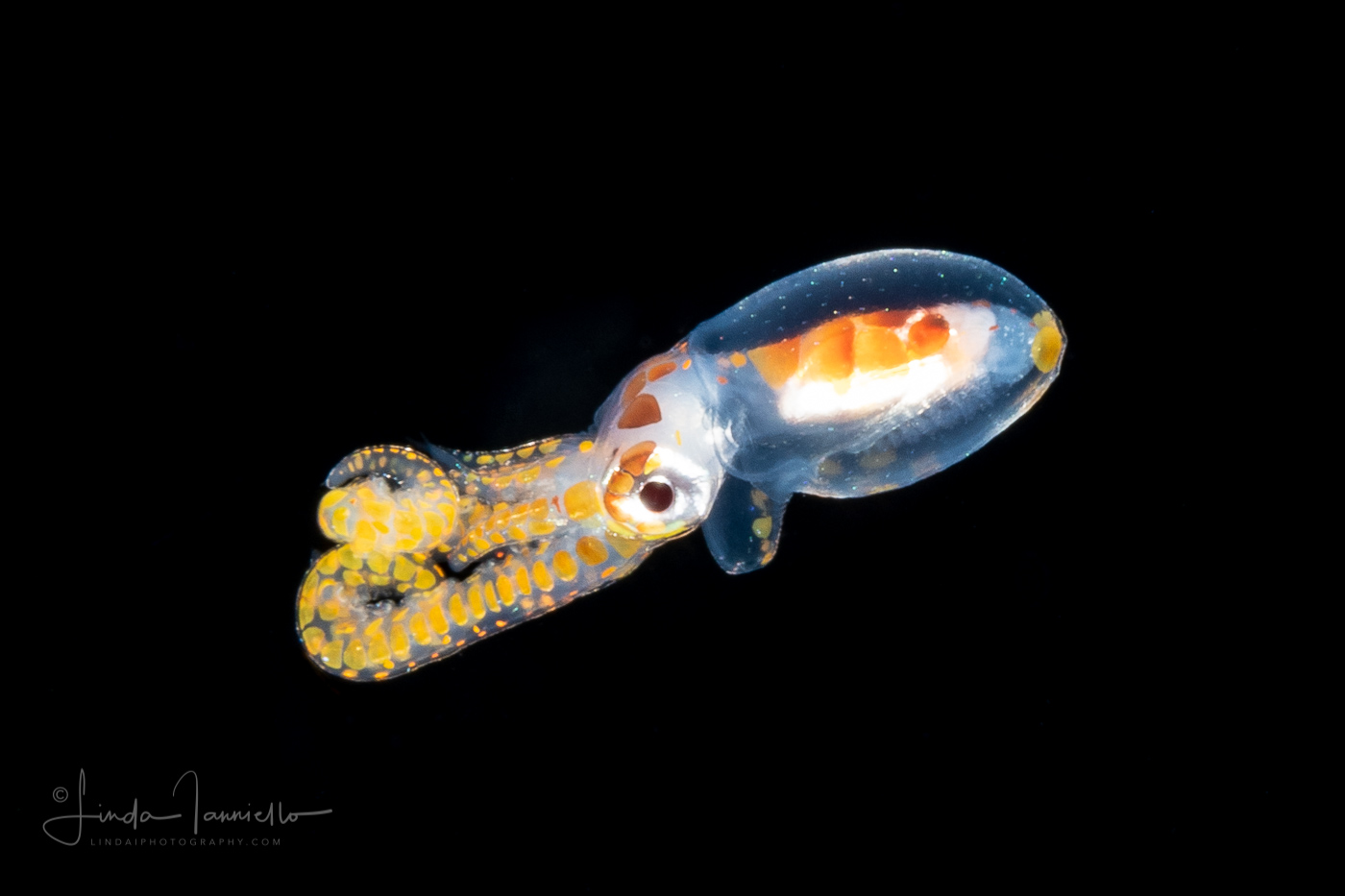 Longarm Octopus - Macrotritopus defilippi