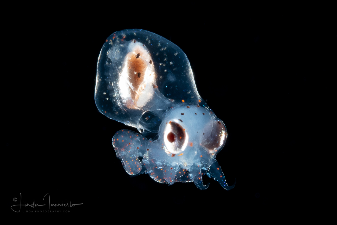 Longarm Octopus - Macrotritopus defilippi