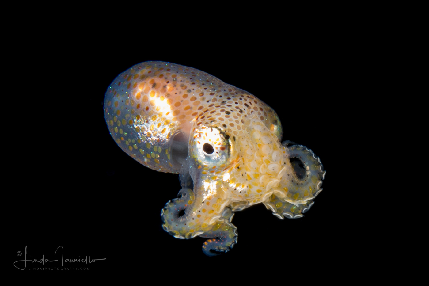 Octopus Paralarva - Brown-Striped Octopus - Amphioctopus burryi