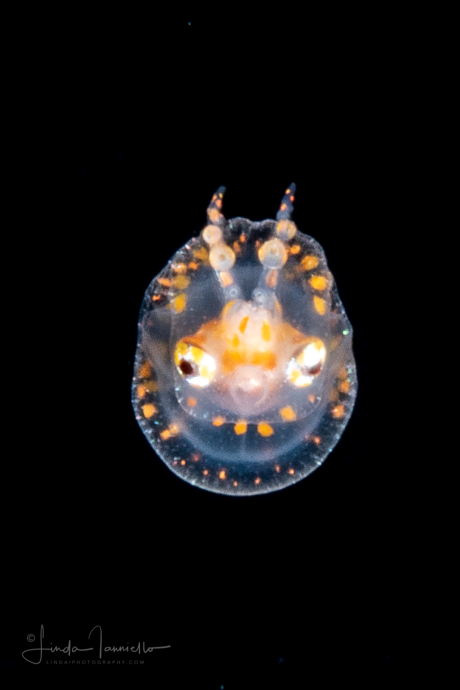 Octopus in a Bubble - Paralarva - Tremoctopus species - Blanket Octopus