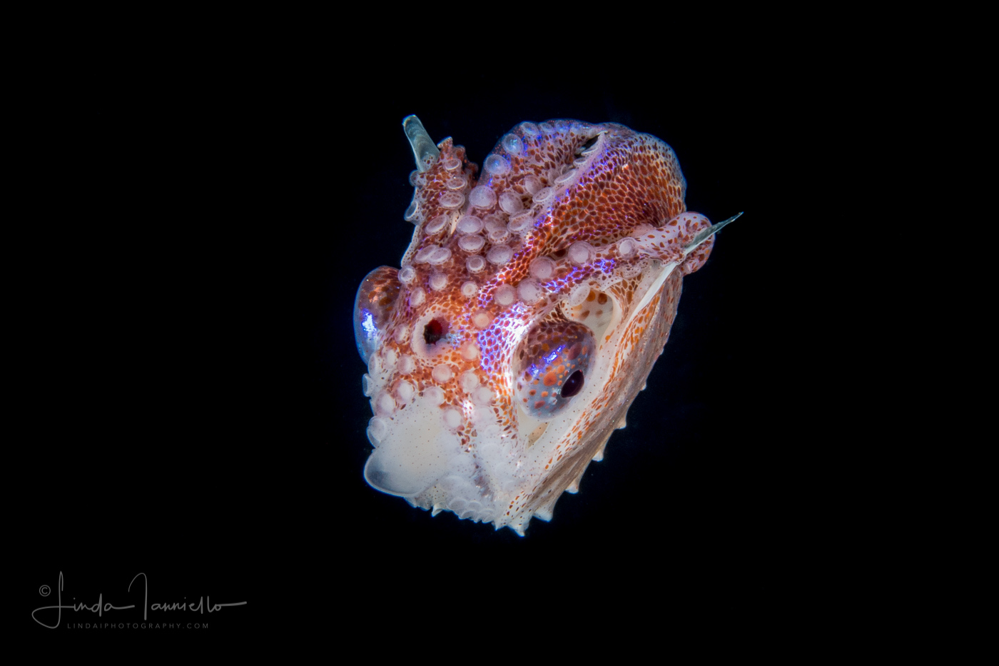 Paper Nautilus - Argonaut - Argonautidae - Pelagic Octopus - Female