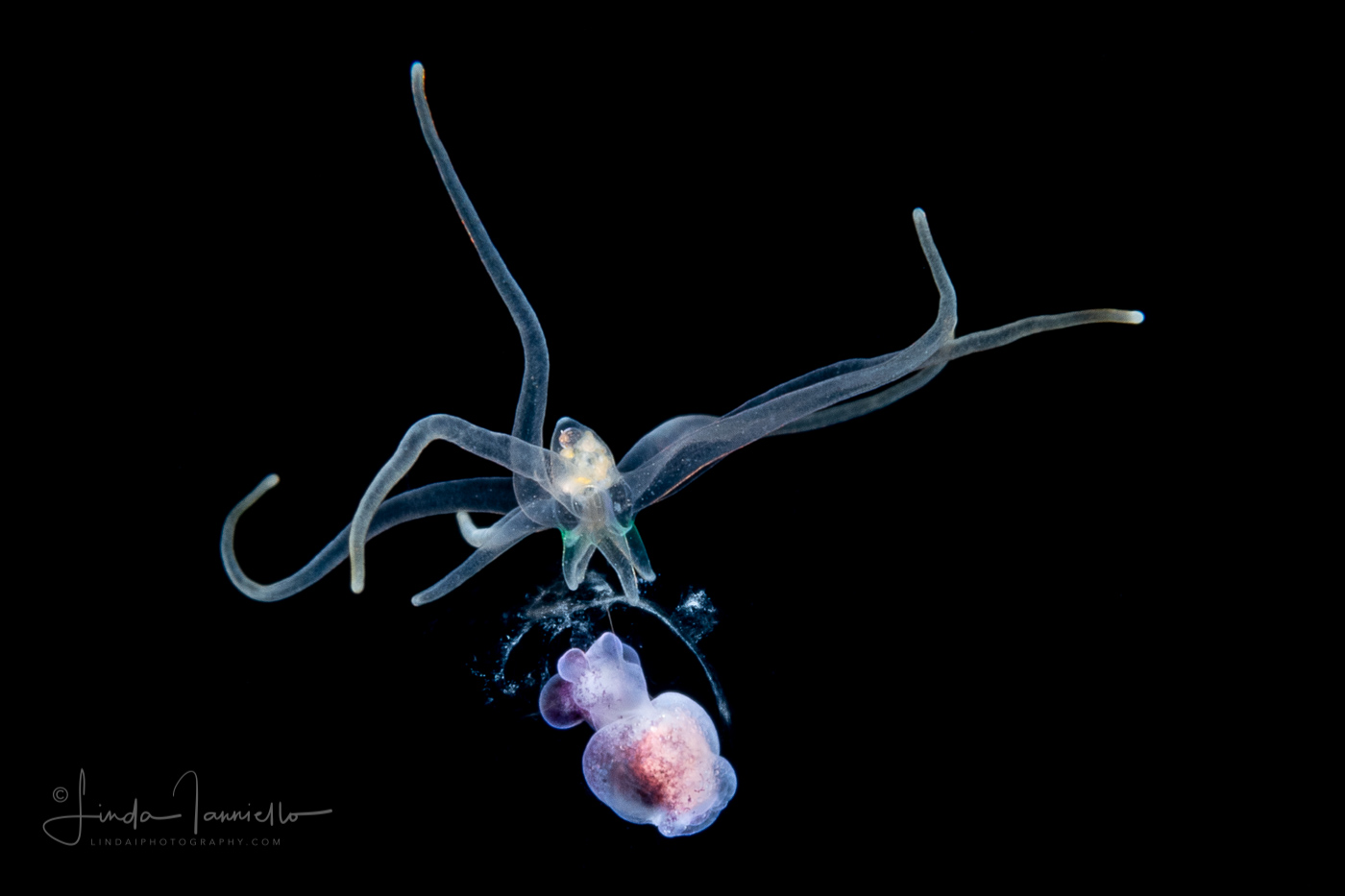 Pelagic Larval Stage of a Tube Anemone - Ceriantharia with a Sea Angel - Pteropoda - Gymnosomata - Pneumoderma violaceum
