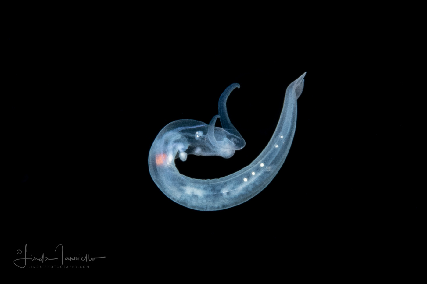 Pelagic Midwater Nudibranch - Cephalopyge trematoides