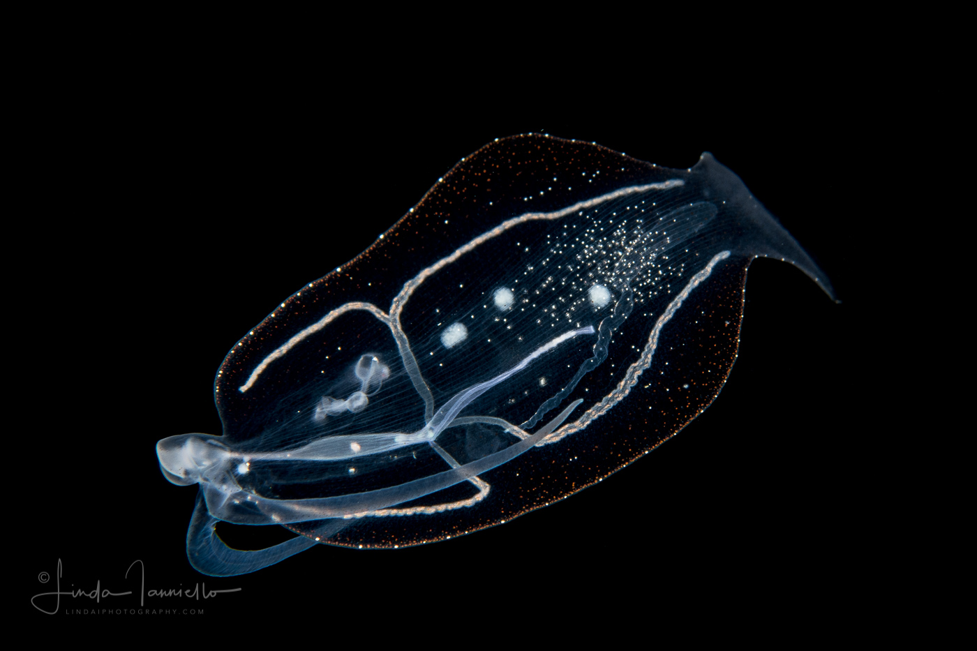 Pelagic Nudibranch - Nudibranchia - Phylliroe bucephala