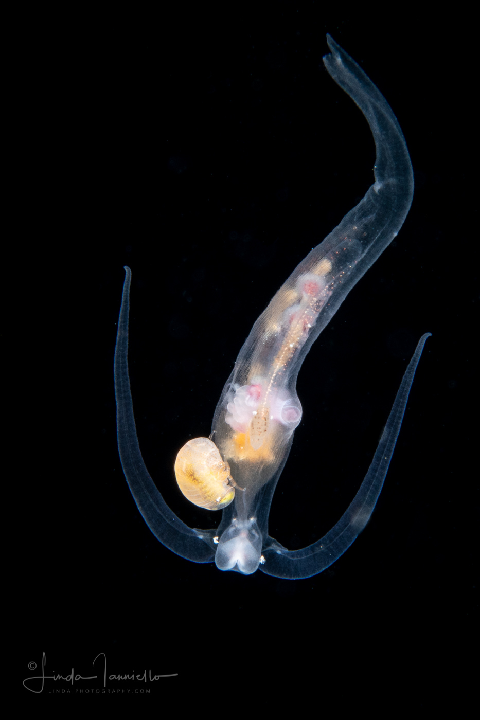 Pelagic Nudibranch - Nudibranchia - Phylliroe bucephala - with a Hyperiid Amphipod