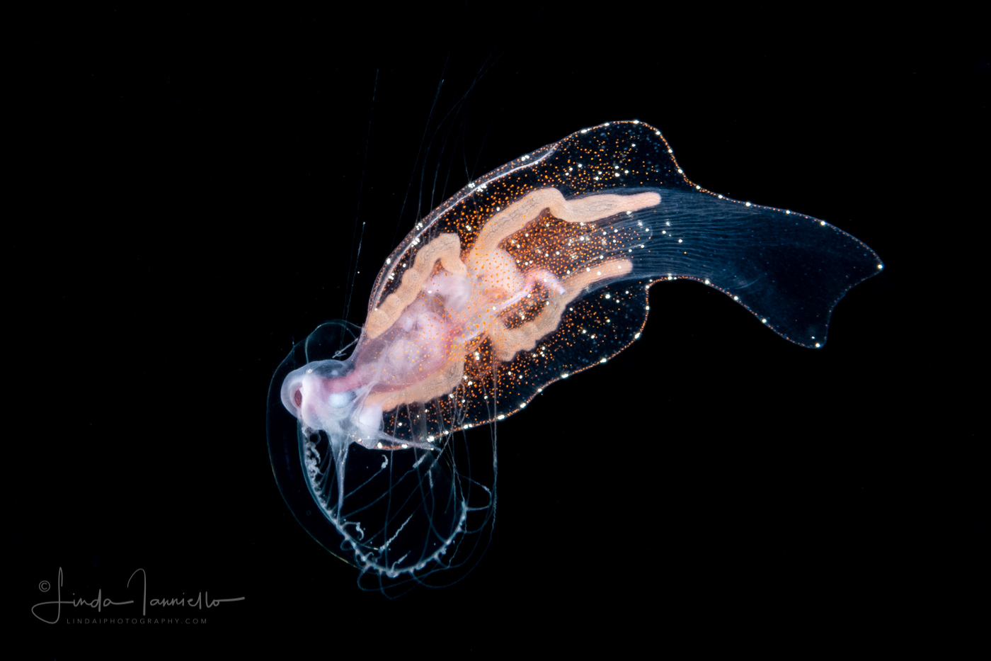 Pelagic Nudibranch - Nudibranchia - Phylliroe bucephala - Feeding on a Jellyfish