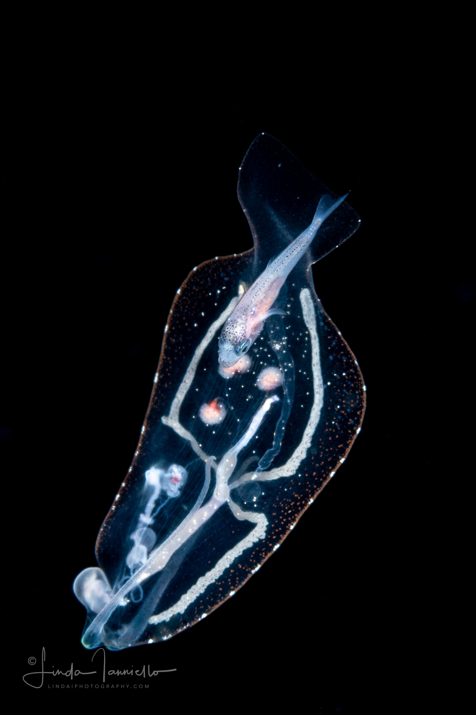 Pelagic Nudibranch - Nudibranchia - Phylliroe bucephala - with a small Jack