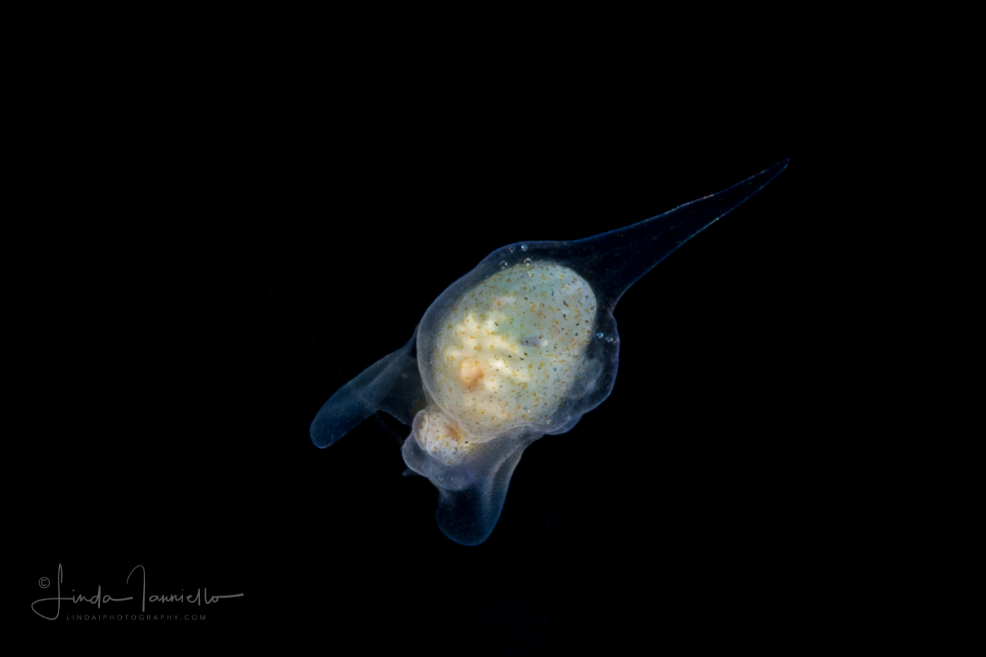 Sea Angel - Pteropoda - Gymnosomata