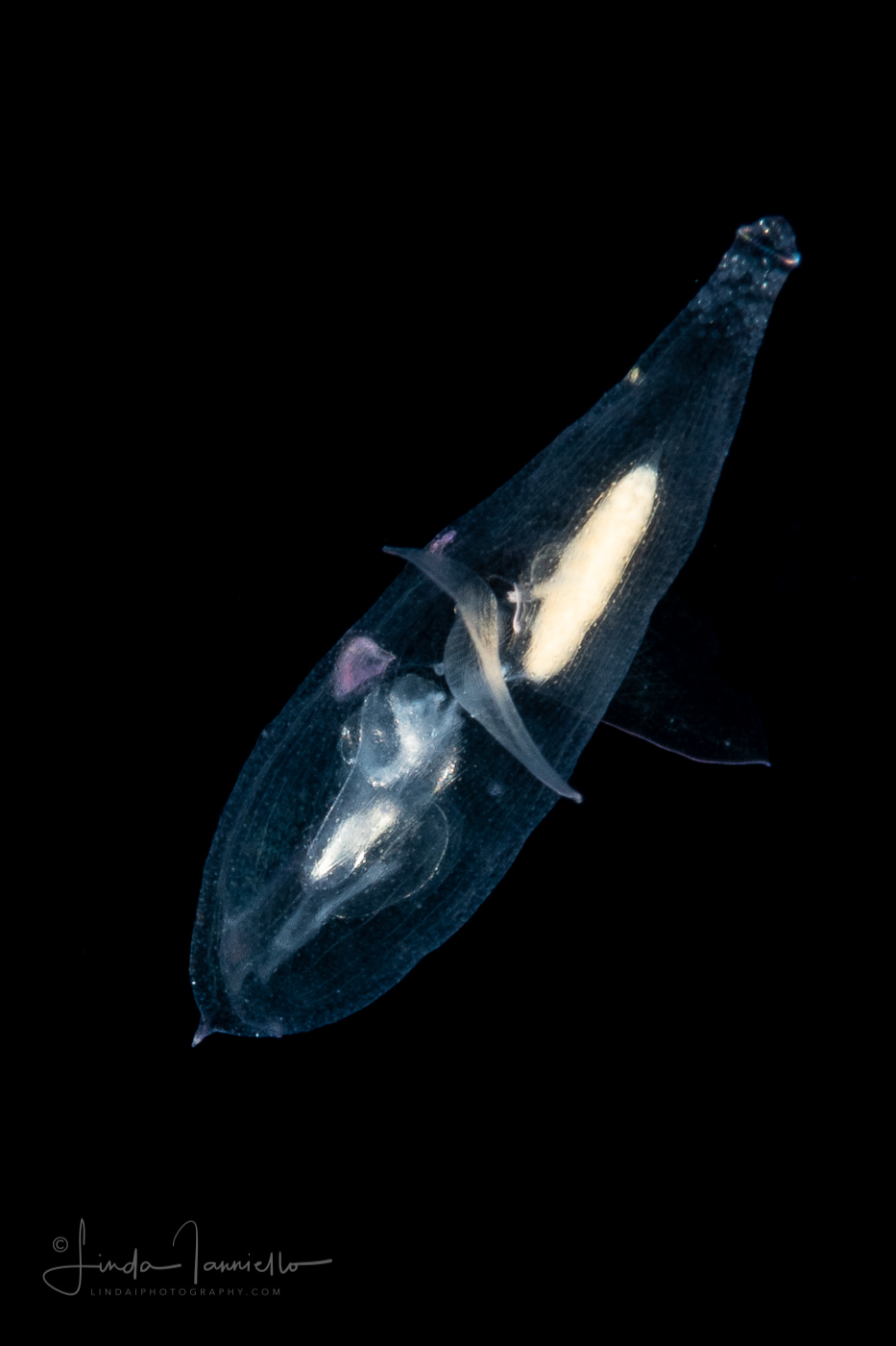 Sea Angel - Pteropoda - Gymnosomata - Thliptodon cf. diaphanus