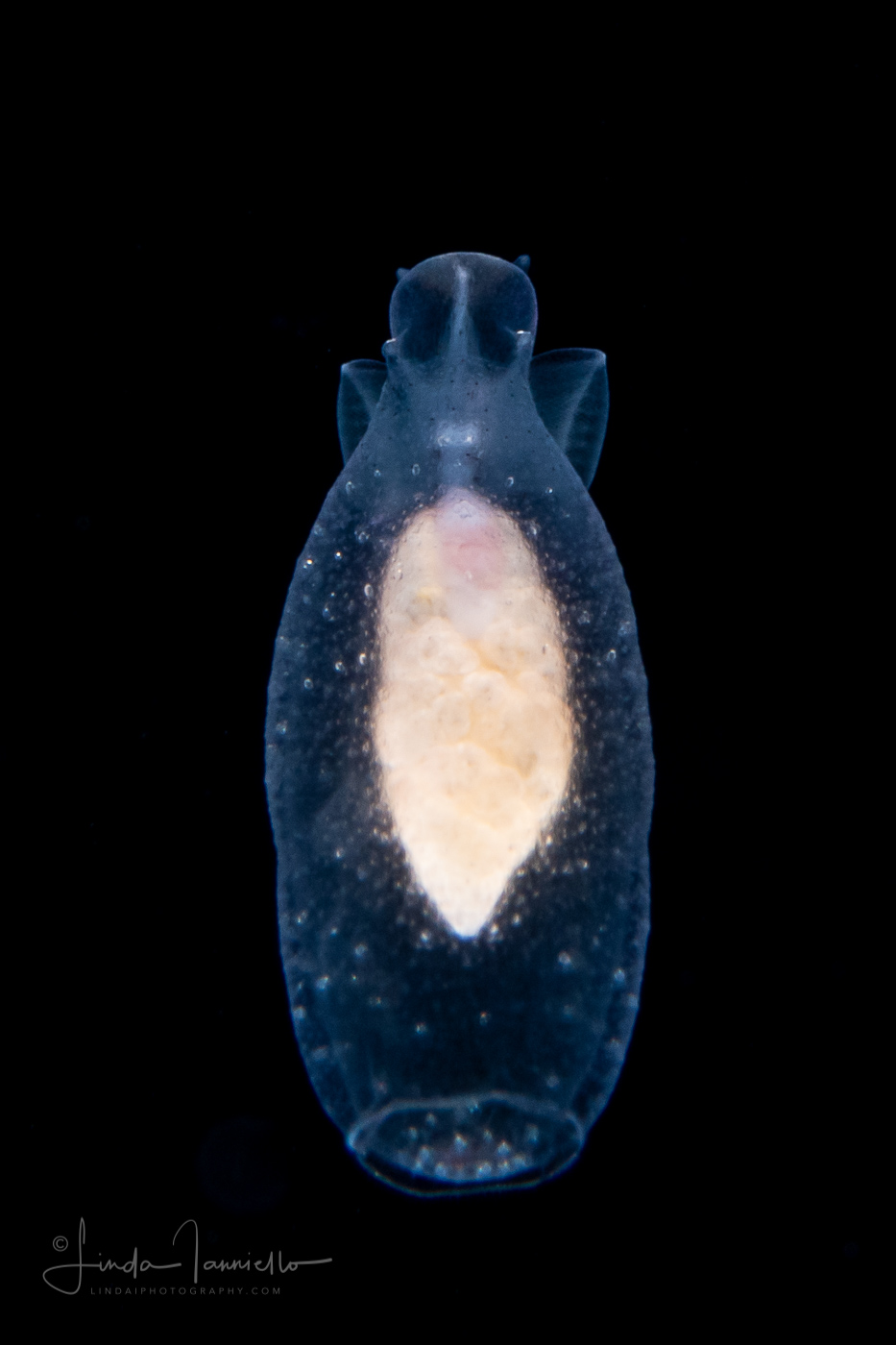 Sea Angel - Pteropoda - Gymnosomata  - Cliopsis krohnii