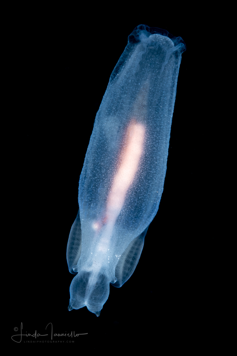 Sea Angel - Pteropoda - Gymnosomata - Cliopsis krohnii