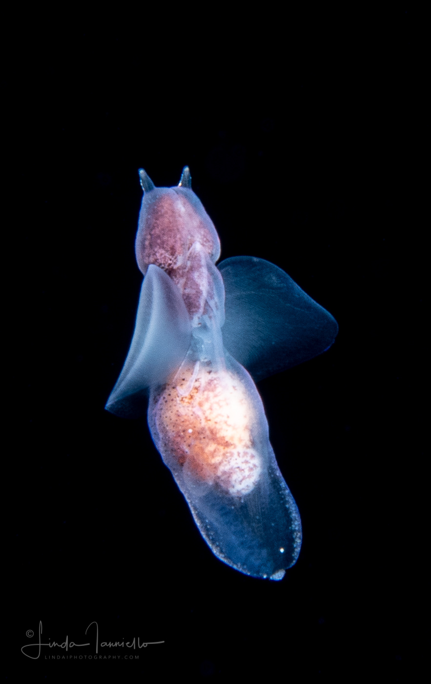 Sea Angel - Pteropoda - Gymnosomata - Notobranchaea cf. macdonaldi