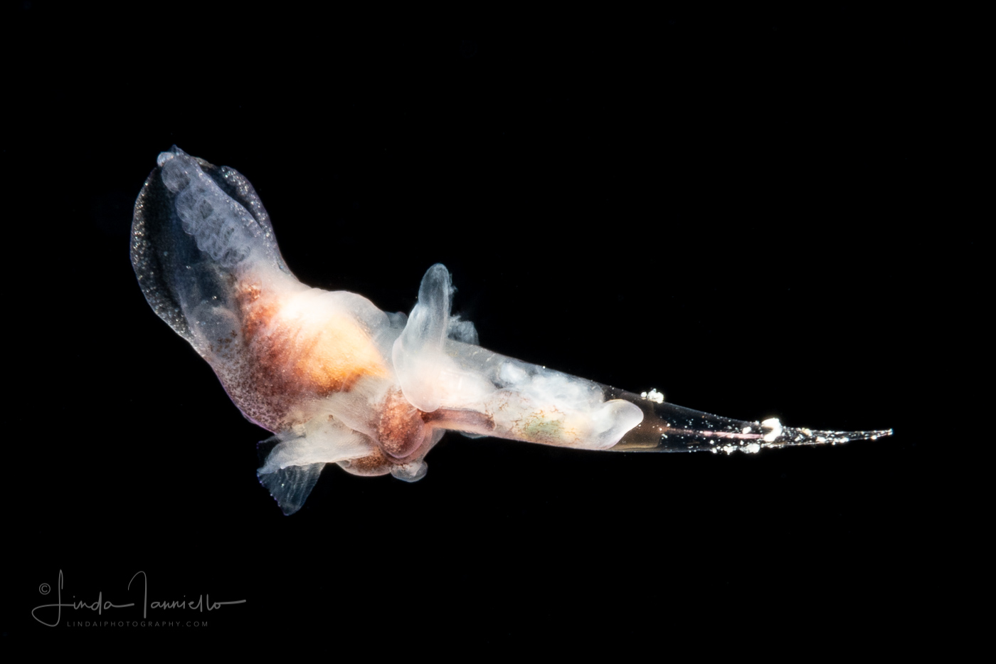 Sea Angel - Pteropoda - Gymnosomata - Notobranchaea cf. macdonaldi - Preying on a Sea Butterfly - Pteropoda - Creseis conica