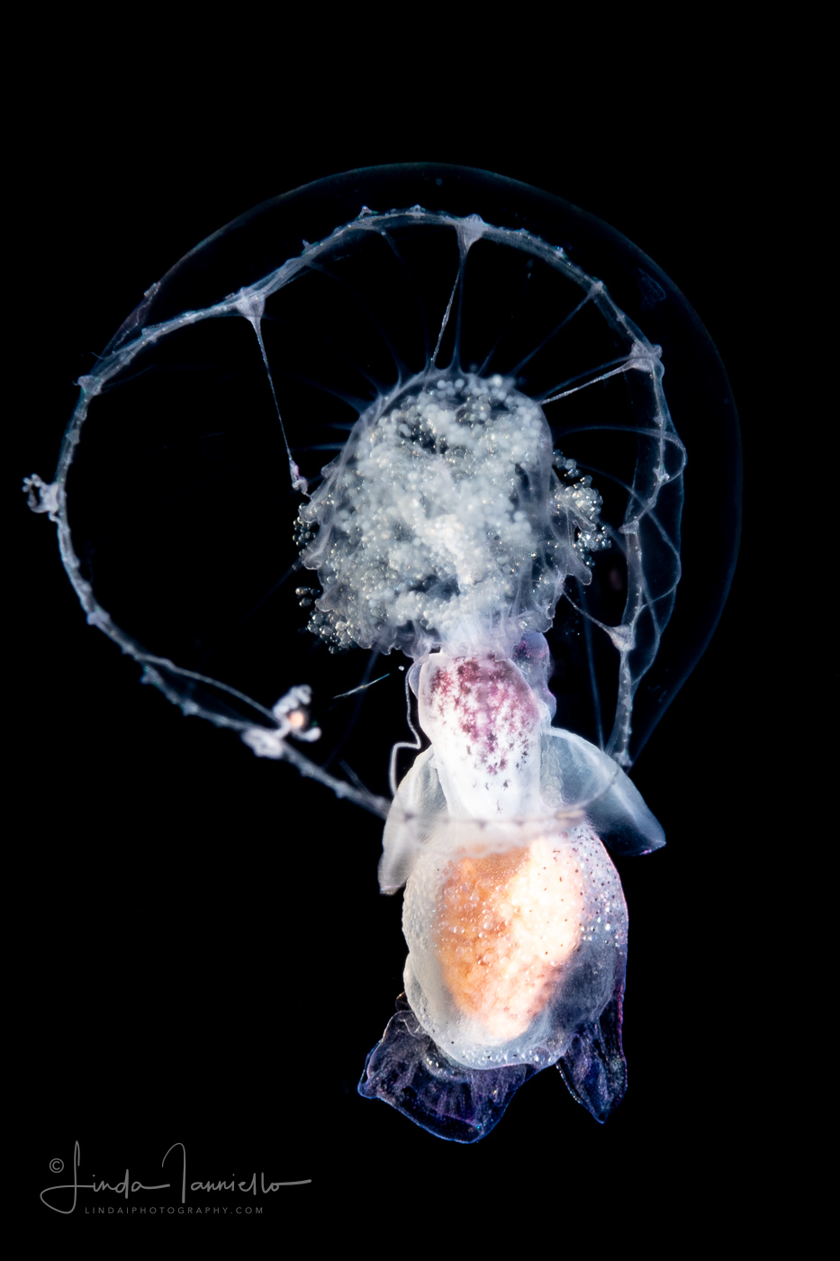 Sea Angel - Pteropoda - Gymnosomata - Pneumoderma violaceum - Spawning