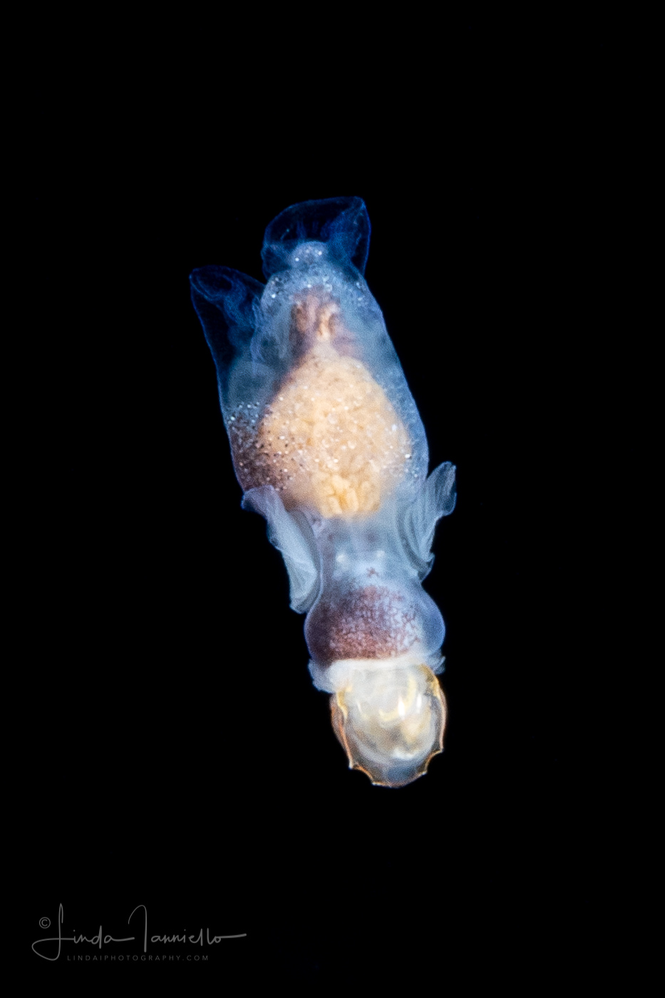 Sea Angel - Pteropoda - Gymnosomata - Pneumoderma violaceum - preying on a Sea Butterfly - Telodiacria quadridentata